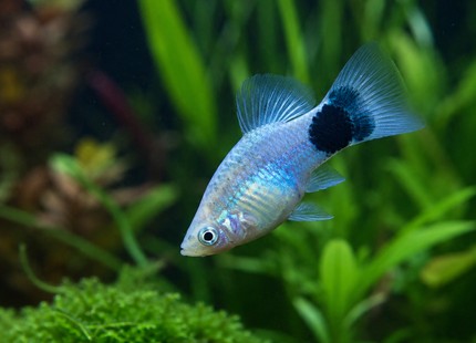 Xiphophorus maculatus - Platy "Blue Butterfly Micky Mouse"