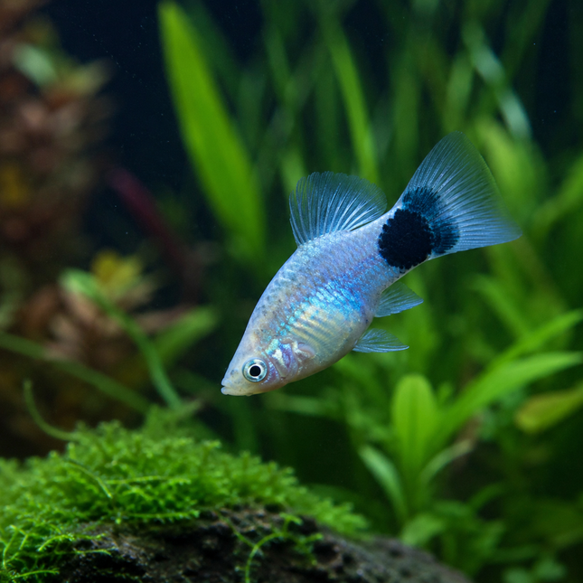 Xiphophorus maculatus - Platy "Blue Butterfly Micky Mouse"